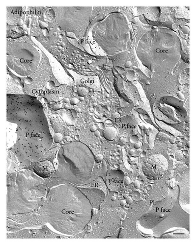 Details are in the caption following the image