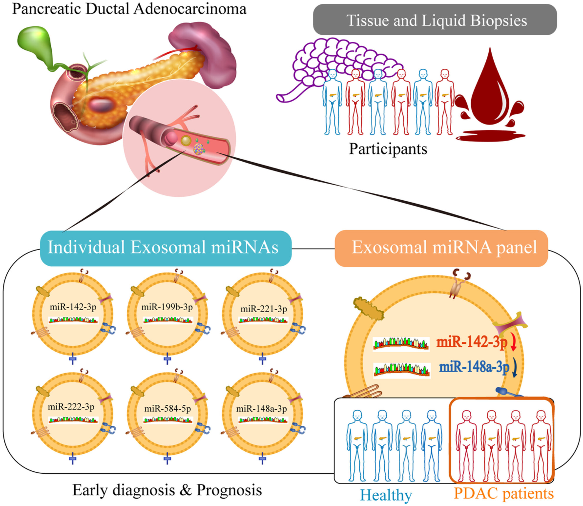 Improved Predictability of Diagnosis and Prognosis Using Serum- and Tissue-Derived Extracellular Vesicles From Bulk mRNA Sequencing in Pancreatic Ductal Adenocarcinoma