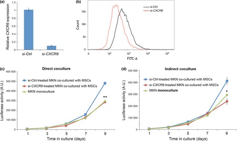 Wnt5a-Ror2 signaling in mesenchymal stem cells promotes proliferation of gastric cancer cells by activating CXCL16–CXCR6 axis