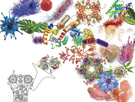 Innovation by Evolution: Bringing New Chemistry to Life (Nobel Lecture)