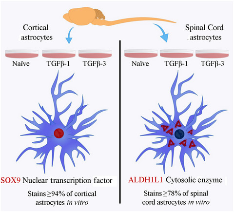 Conventional immunomarkers stain a fraction of astrocytes in vitro: A comparison of rat cortical and spinal cord astrocytes in naïve and stimulated cultures