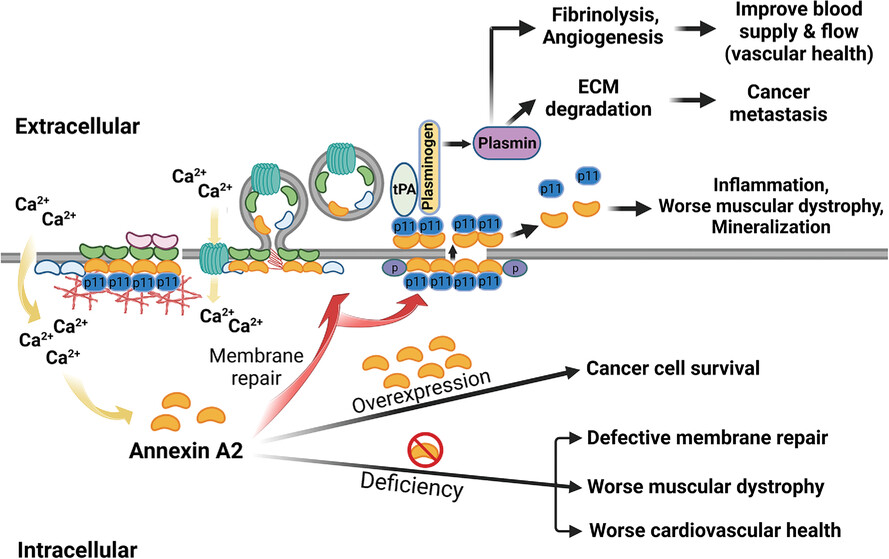 Translational implications of targeting annexin A2: From membrane repair to muscular dystrophy, cardiovascular disease and cancer