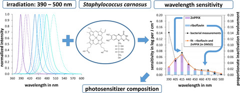 Photoinactivation Sensitivity of Staphylococcus carnosus to Visible-light Irradiation as a Function of Wavelength