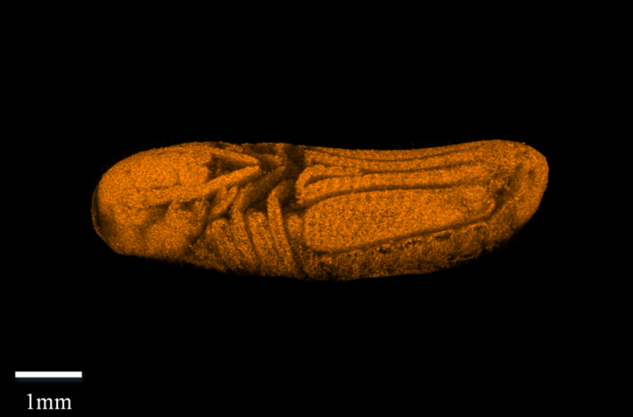 Optical coherence tomography as a noninvasive 3D real time imaging tool for the rapid evaluation of phenotypic variations in insect embryonic development