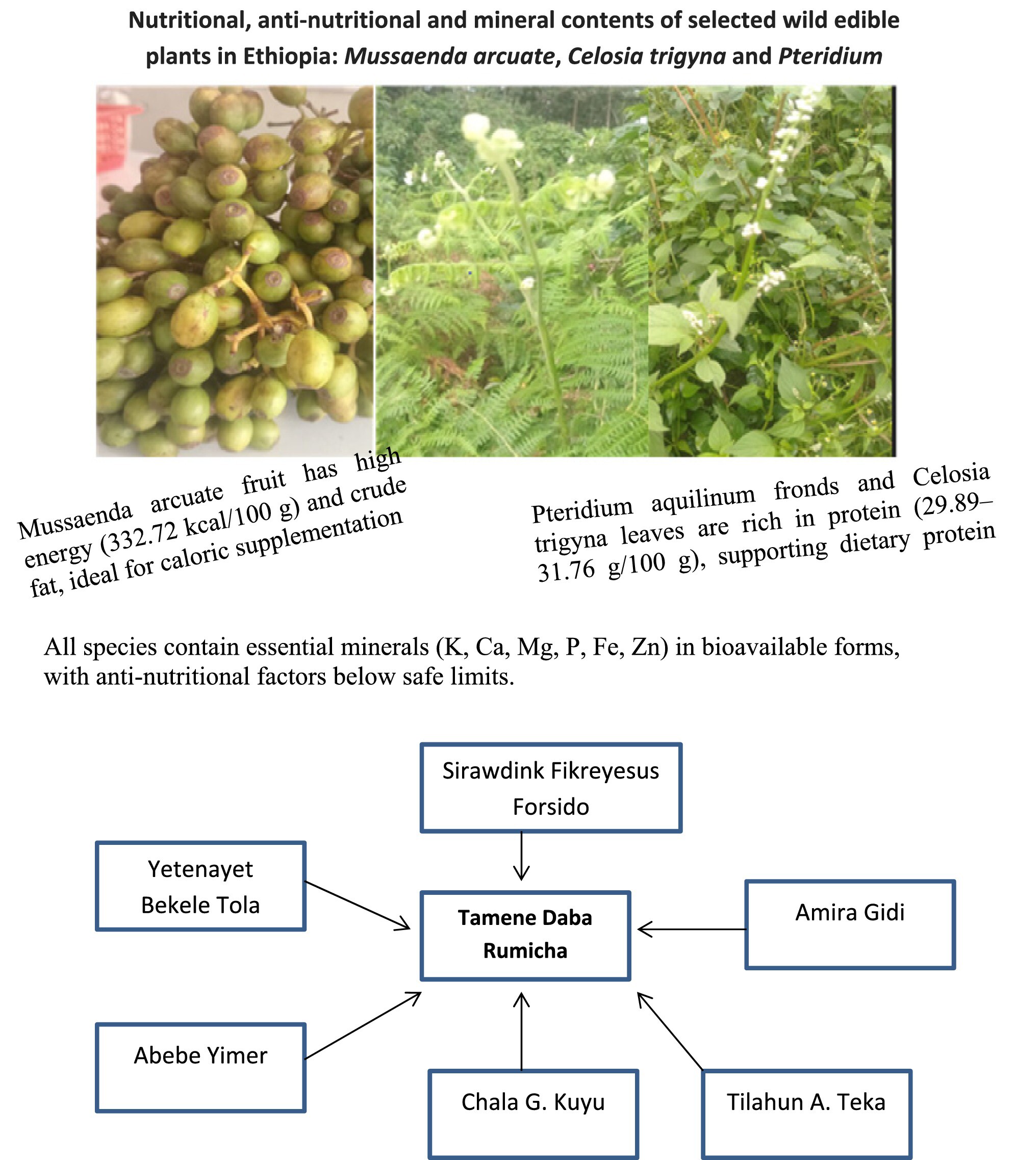 Nutritional, Anti-Nutritional and Mineral Contents of Selected Wild Edible Plants in Ethiopia: Mussaenda arcuata, Celosia trigyna, and Pteridium aquilinum