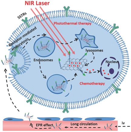 Somatostatin Receptor-Mediated Tumor-Targeting Nanocarriers Based on Octreotide-PEG Conjugated Nanographene Oxide for Combined Chemo and Photothermal Therapy
