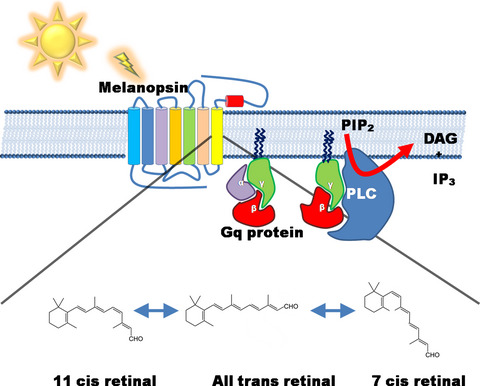 Melanopsin and the Non-visual Photochemistry in the Inner Retina of Vertebrates
