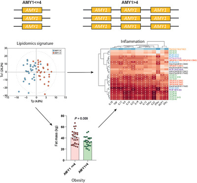 Low AMY1 Copy Number Is Cross-Sectionally Associated to an Inflammation-Related Lipidomics Signature in Overweight and Obese Individuals