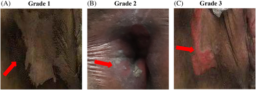 Details are in the caption following the image Details are in the caption following the image