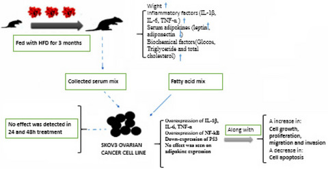 Dietary fats promote inflammation in Wistar rats as well as induce proliferation, invasion of SKOV3 ovarian cancer cells