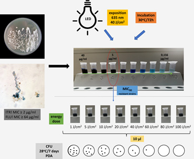 In vitro evaluation of photodynamic activity of methylene blue against Trichophyton verrucosum azole-susceptible and -resistant strains