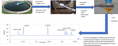 Evaluation of the efficacy of subcritical water to enhance the lipid fraction from activated sludge for biodiesel and oleochemicals production
