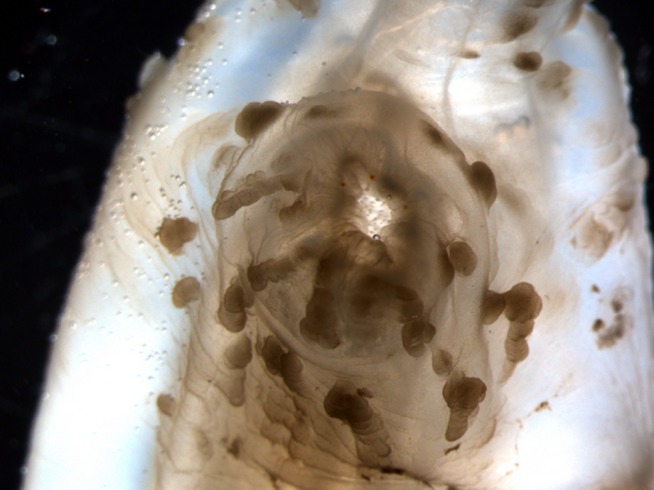 Morphological evidence that the molecularly determined Ciona intestinalis type A and type B are different species: Ciona robusta and Ciona intestinalis Issue 3, 2015