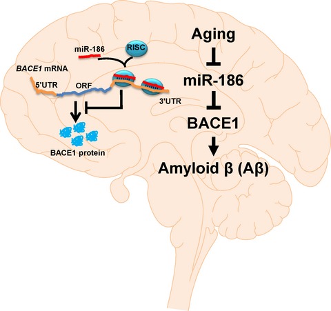 miR-186 is decreased in aged brain and suppresses BACE1 expression