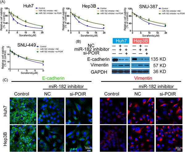 lncRNA-POIR promotes epithelial–mesenchymal transition and suppresses sorafenib sensitivity simultaneously in hepatocellular carcinoma by sponging miR-182-5p