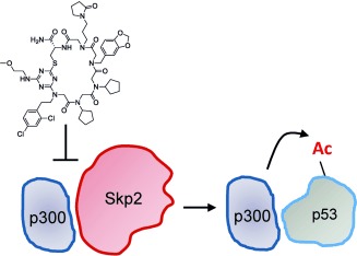 A Chemical Inhibitor of the Skp2/p300 Interaction that Promotes p53-Mediated Apoptosis