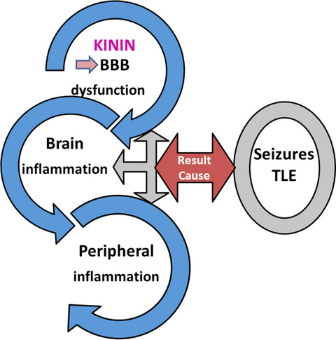 Plasma kallikrein-kinin system contributes to peripheral inflammation in temporal lobe epilepsy