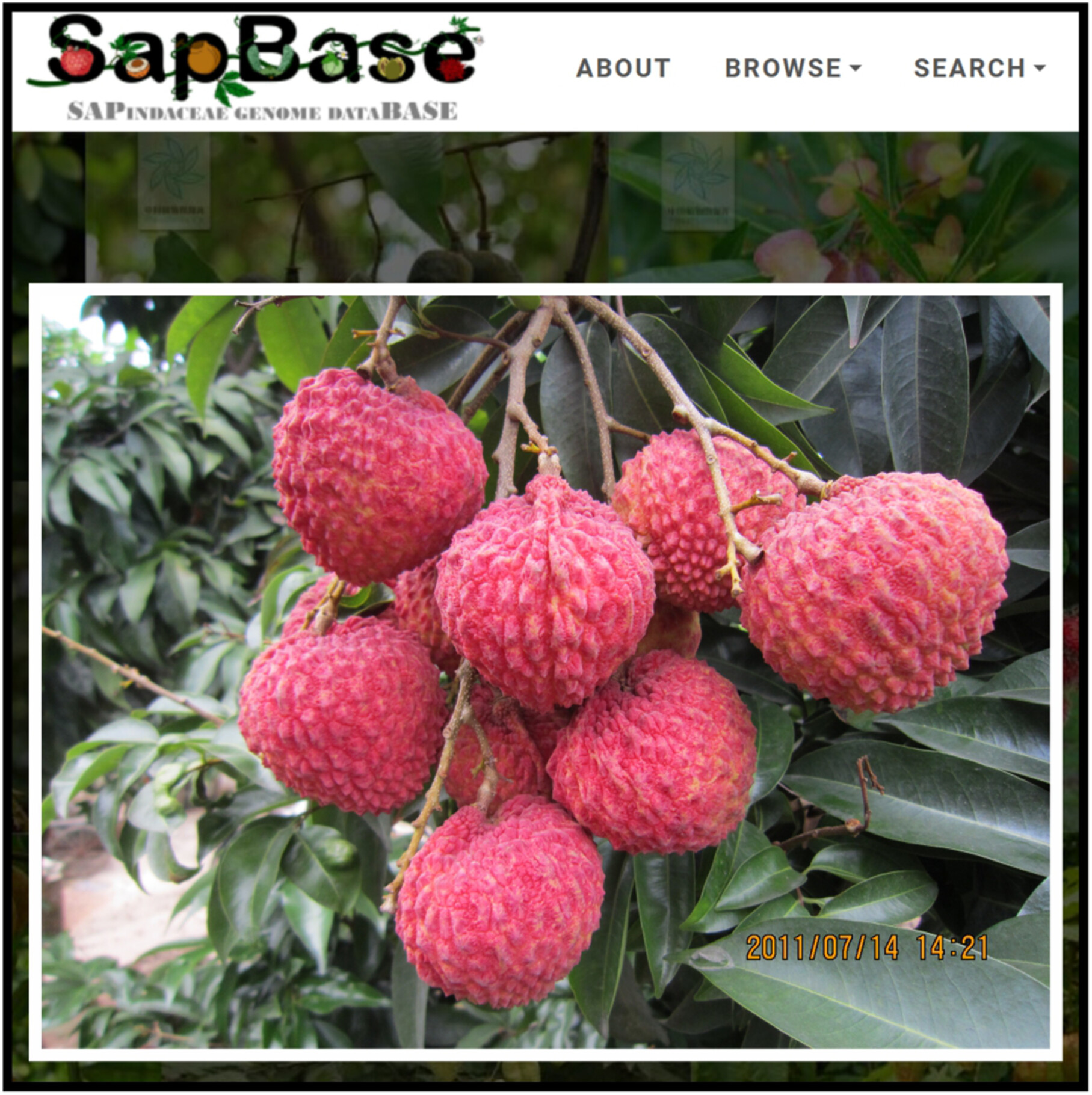 SapBase: A central portal for functional and comparative genomics of Sapindaceae species