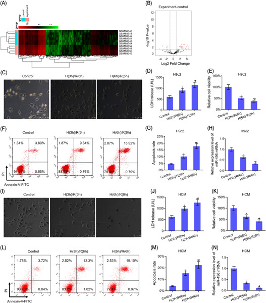 miR-496 remedies hypoxia reoxygenation–induced H9c2 cardiomyocyte apoptosis via Hook3-targeted PI3k/Akt/mTOR signaling pathway activation
