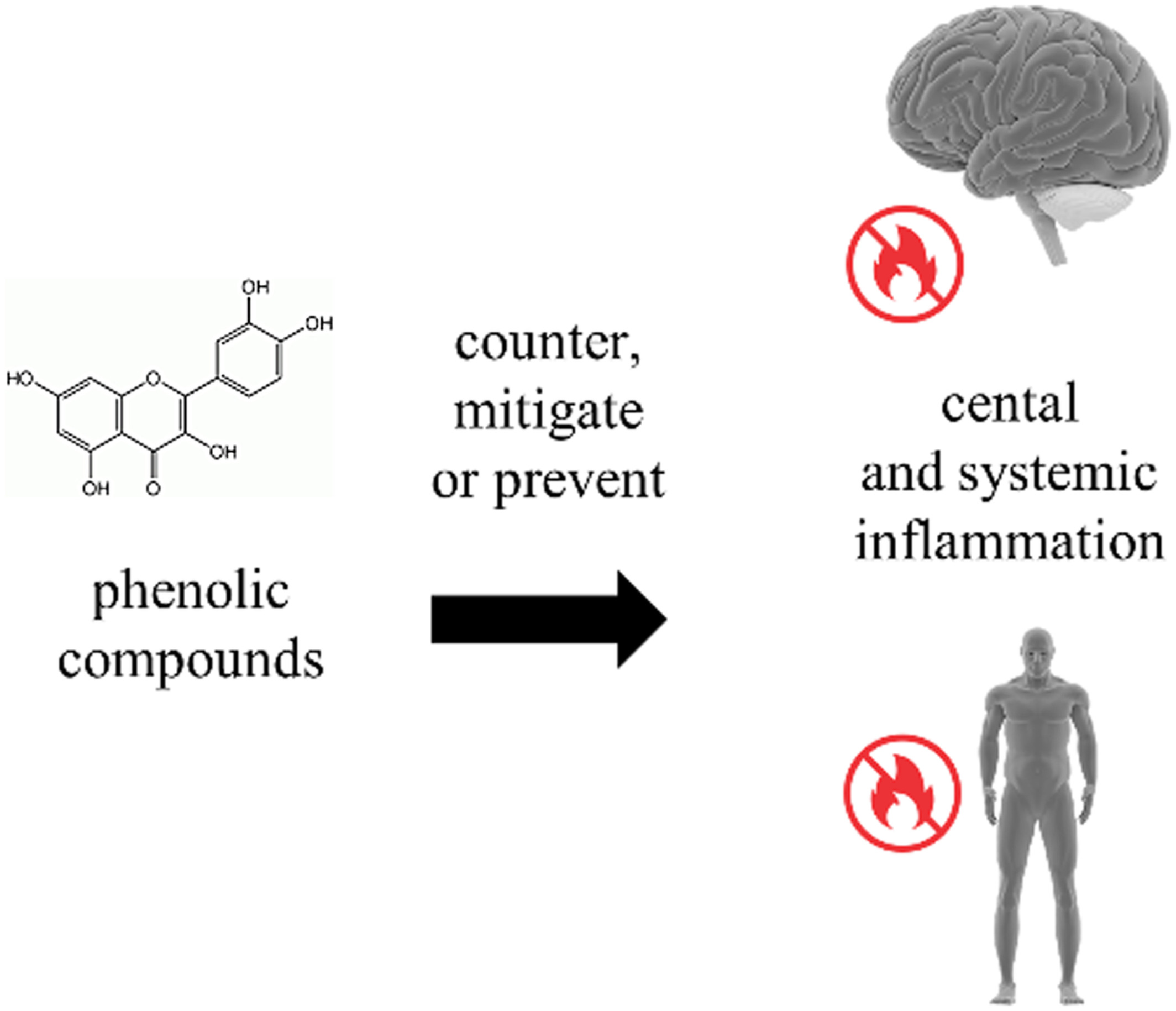 Phenolic compounds can induce systemic and central immunomodulation, which result in a neuroprotective effect