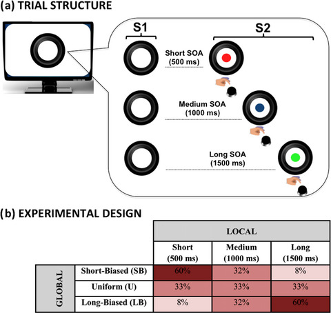 The developing predictive brain: How implicit temporal expectancy induced by local and global prediction shapes action preparation across development
