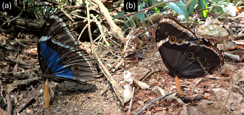 Details are in the caption following the image Details are in the caption following the image