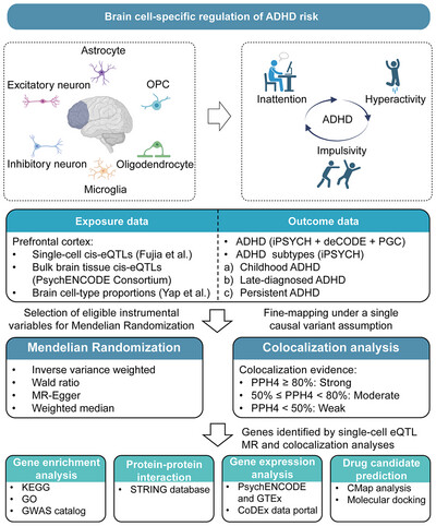 Integrating Genetic and Single-Cell Genomic Data to Reveal Brain Cell-Specific Regulation of Attention-Deficit/Hyperactivity Disorder Risk in the Prefrontal Cortex