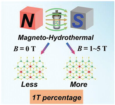 Phase Engineering of W-Doped MoS2 by Magneto-Hydrothermal Synthesis for Hydrogen Evolution Reaction