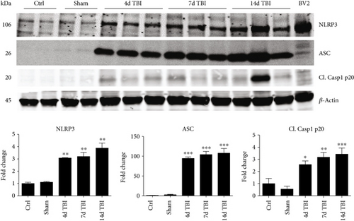 Details are in the caption following the image Details are in the caption following the image