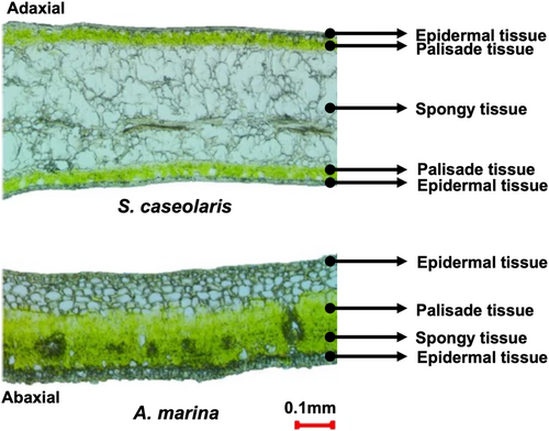 Details are in the caption following the image