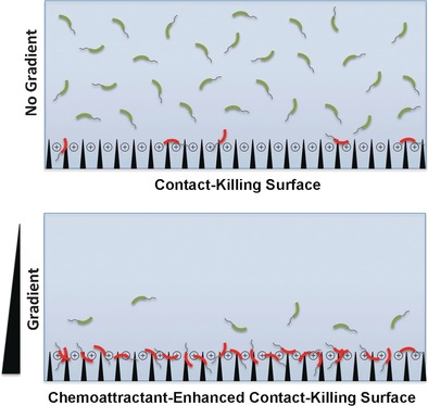 Using Chemoattractants to Lure Bacteria to Contact-Killing Surfaces