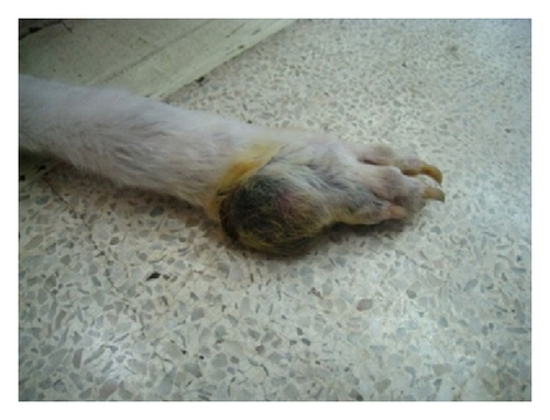 Details are in the caption following the image Details are in the caption following the image