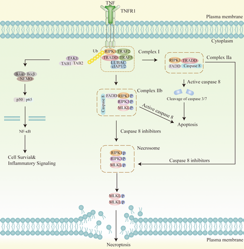 Details are in the caption following the image Details are in the caption following the image