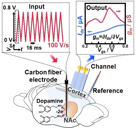 Fast-Scanning Potential-Gated Organic Electrochemical Transistors for Highly Sensitive Sensing of Dopamine in Living Rat Brain