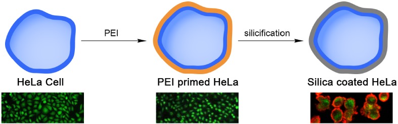 Cytocompatibility Optimization for Silica Coating of Individual HeLa Cells