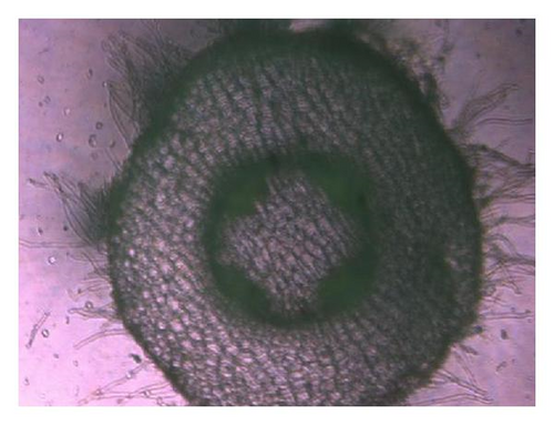 Details are in the caption following the image