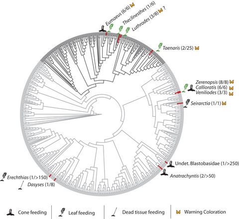 Ecology and evolution of cycad-feeding Lepidoptera