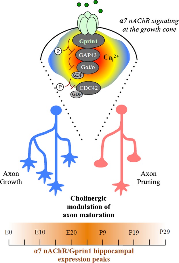 Axon targeting of the alpha 7 nicotinic receptor in developing hippocampal neurons by Gprin1 regulates growth