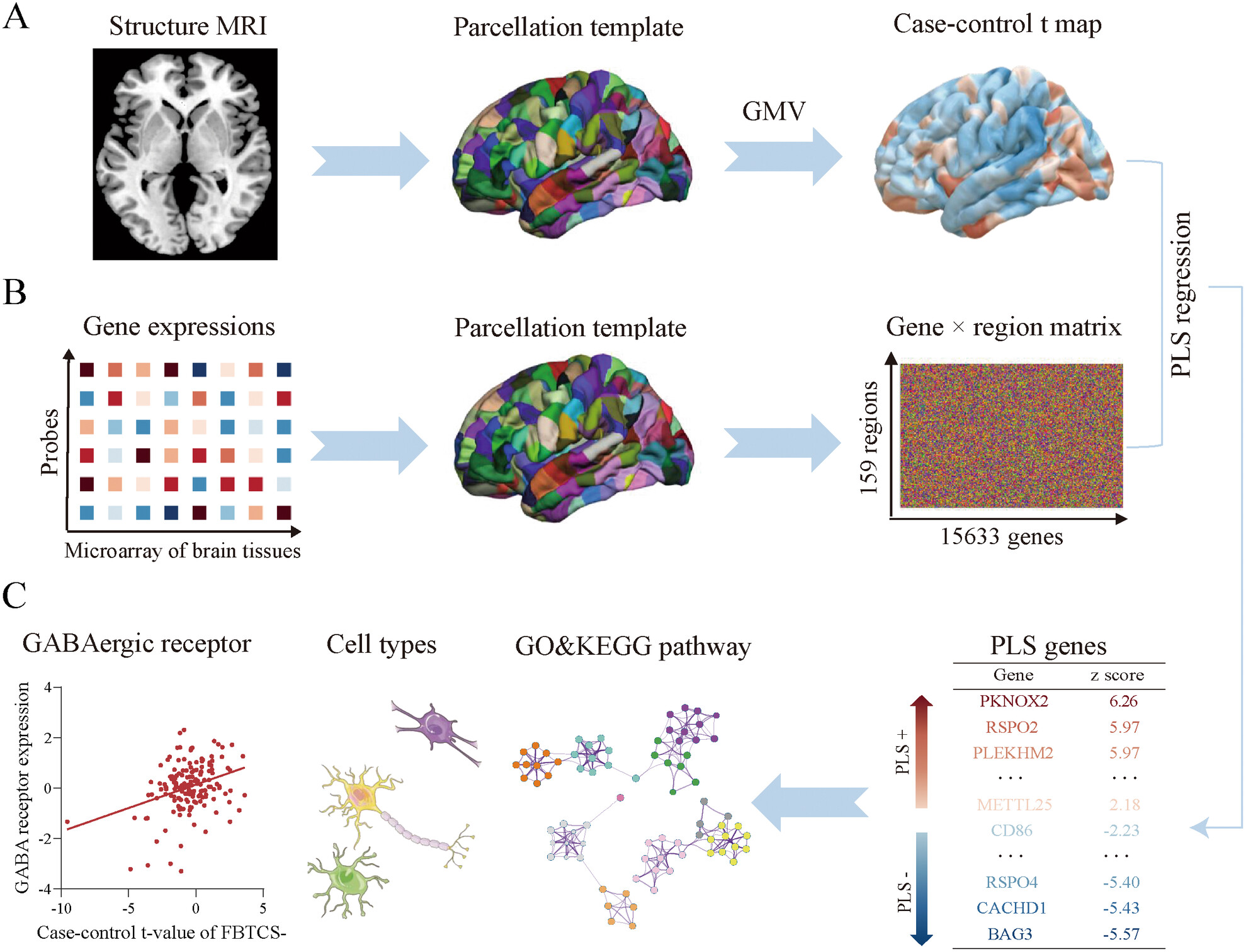 Brain Morphometric Alterations in Focal to Bilateral Tonic–Clonic Seizures in Epilepsy Associated With Excitatory/Inhibitory Imbalance
