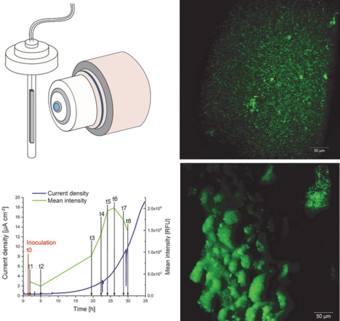 Label-Free Four-Dimensional Visualization of Anaerobically Growing Electroactive Biofilms