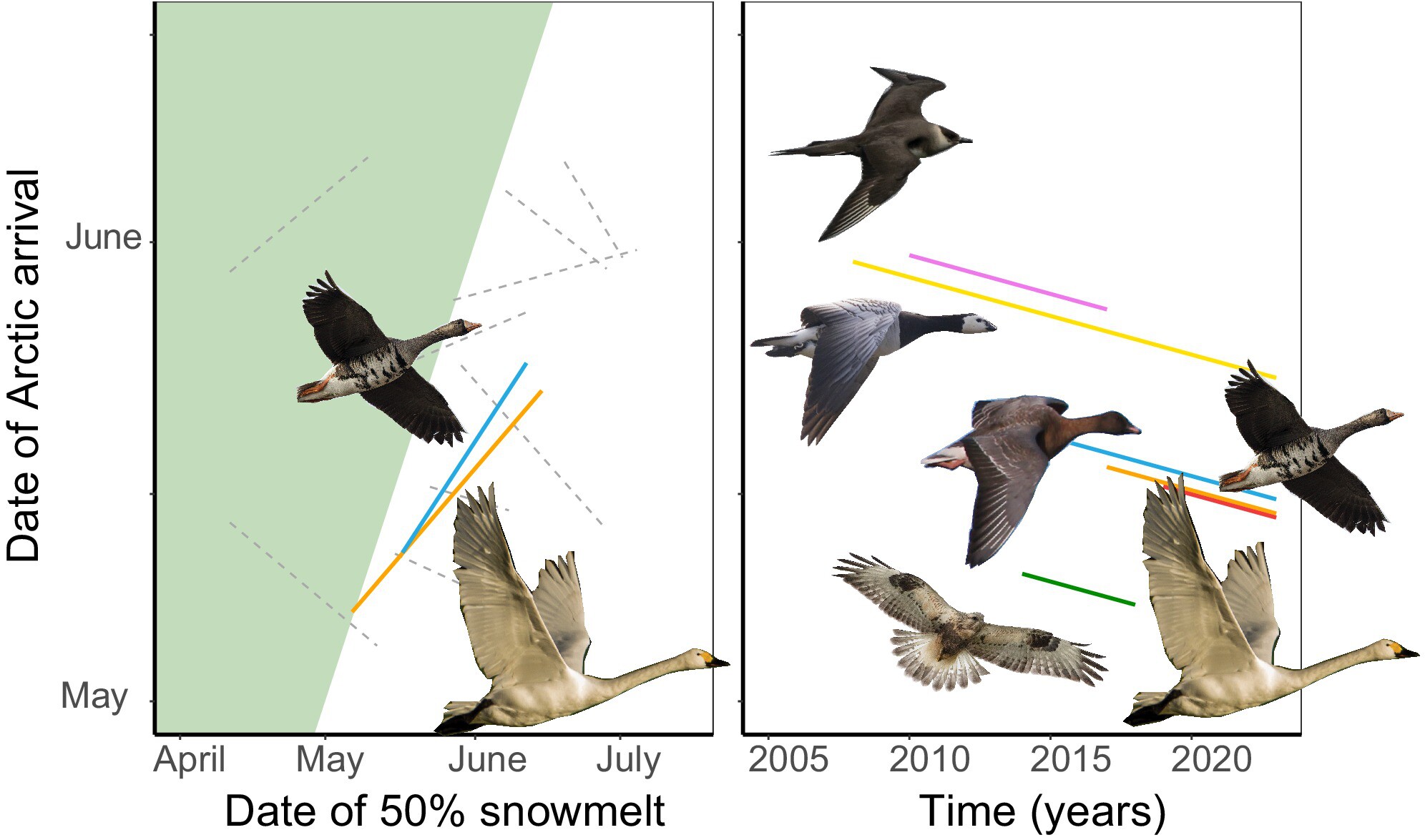Migratory Birds Advance Spring Arrival and Egg-Laying in the Arctic, Mostly by Travelling Faster