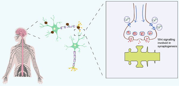 Wnt signaling in synaptogenesis of Alzheimer's disease