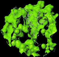 Structure–Function Analysis of Urotensin II and Its Use in the Construction of a Ligand–Receptor Working Model