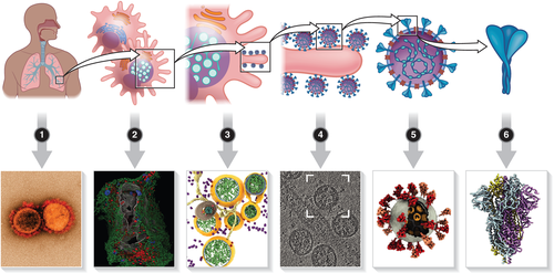 Details are in the caption following the image Details are in the caption following the image