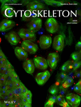 Cytoskeleton