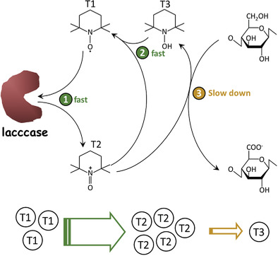 Rate-Limited Reaction in TEMPO/Laccase/O2 Oxidation of Cellulose