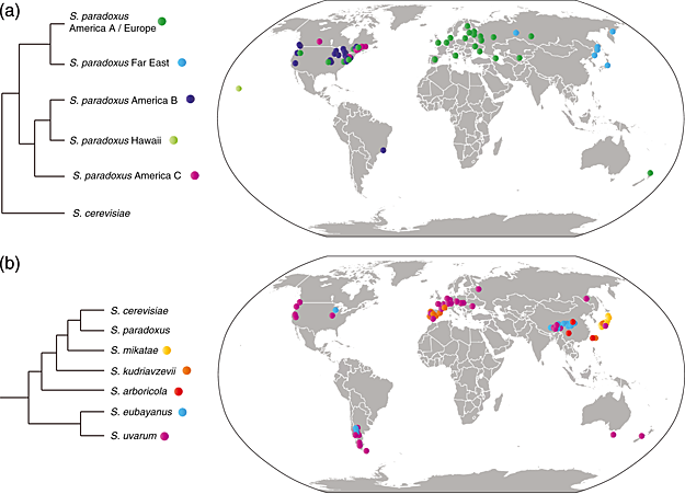 The ecology and evolution of non-domesticated Saccharomyces species