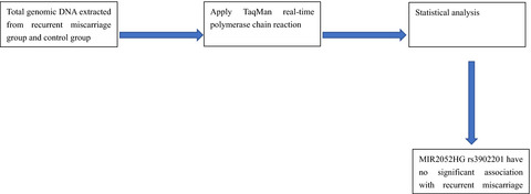 Association between the rs3802201 polymorphism of the lncRNA MIR2052HG gene and the risk of recurrent miscarriage in a Southern Chinese population