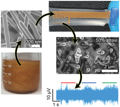 Stretchable Tissue-Like Gold Nanowire Composites with Long-Term Stability for Neural Interfaces