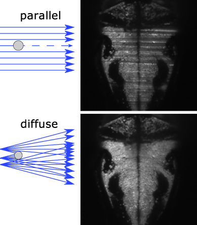 Diffuse light-sheet microscopy for stripe-free calcium imaging of neural populations